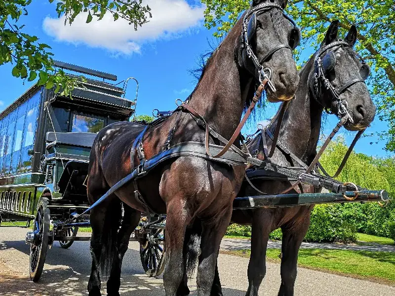 Gita in carrozza coperta Weerribben